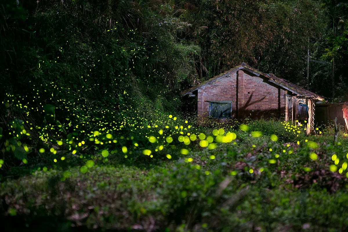承式旅行｜2026日月潭星光螢火季：在山林間遇見螢光閃爍